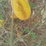 Cucumis dipsaceus Fruit