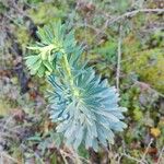 Euphorbia characias Folio
