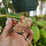 Hoya macrophylla Flower