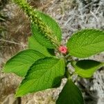 Stachytarpheta mutabilis Floare