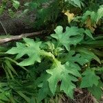 Montanoa bipinnatifida Leaf