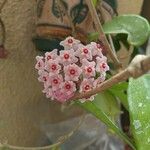 Hoya carnosa Blomst