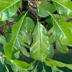 Schefflera actinophylla List