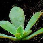 Echeveria australis Leaf