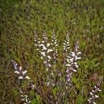 Polygala paniculata Кветка