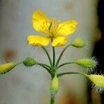 Chelidonium majus Floare