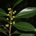 Ficus americana Fruit