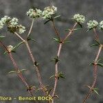 Chaetonychia cymosa Otro