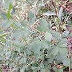 Cytisus nigricans Leaf