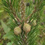 Pinus pungens Costuma