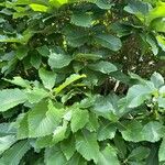 Quercus pontica Blatt