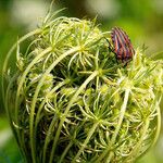 Daucus carota Vaisius