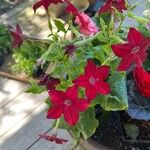 Nicotiana quadrivalvis Flor