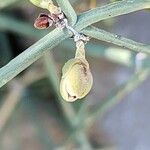 Ephedra ciliata Flower