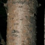 Abies lasiocarpa Bark