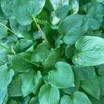 Hosta ventricosa Blatt