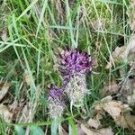Phyteuma nigrum Flor