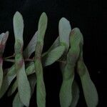 Acer pectinatum