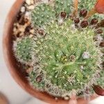 Rebutia minuscula Yaprak