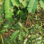 Albizia adianthifolia 葉