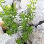 Galium anisophyllon Yaprak