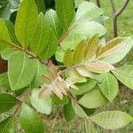 Rhus copallinum Folha