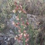 Colletia spinosissima Fiore