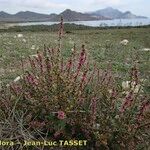 Salsola australis Costuma