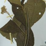 Solanum semotum Other