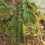 Polystichum acrostichoides ശീലം