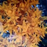 Sedum spathulifolium പുഷ്പം