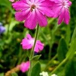 Lychnis flos-jovis Λουλούδι