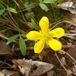 Ranunculus hispidus 花