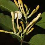 Lacmellea panamensis Blomma