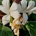 Barleria albostellata फूल