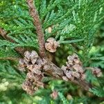 Chamaecyparis lawsoniana Плод