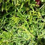 Calliandra selloi Blatt