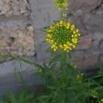 Erysimum cheiranthoides Flor