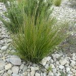 Stipa juncea Costuma