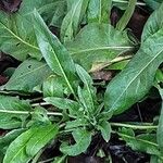 Isatis tinctoria Feuille