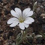 Cerastium tomentosum फूल