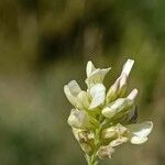 Astragalus hamosus Blomma