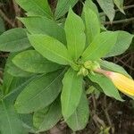 Allamanda schottii ഇല