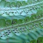 Dryopteris wallichiana ശീലം