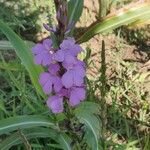 Striga hermonthica Flower