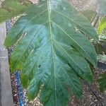 Artocarpus camansi List