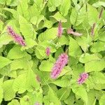 Persicaria orientalisŽiedas