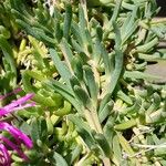 Delosperma cooperi Levél