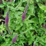 Teucrium hircanicum Habitatea