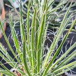 Agave geminiflora Hoja